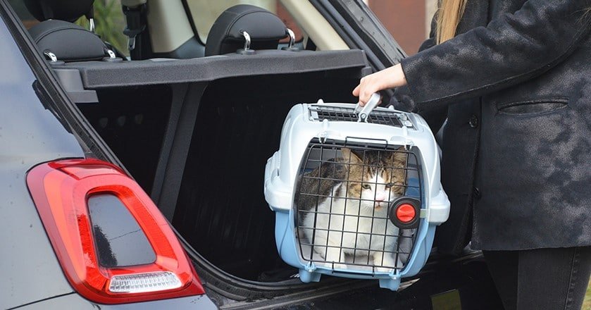 Gatto In Auto