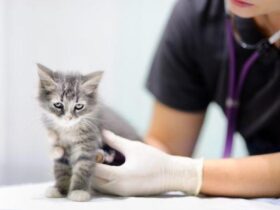 Portare Gatto Dal Veterinario