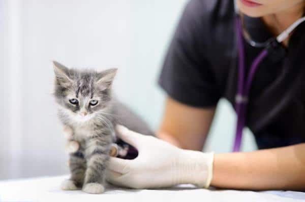 Portare Gatto Dal Veterinario