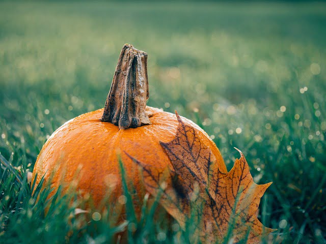 Come Preparare Zucca Di Halloween