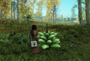 Dove Trovare Petalcappello Su New World